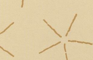 Giotto Star