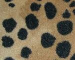 <B><h3><font color=black>Cheetah